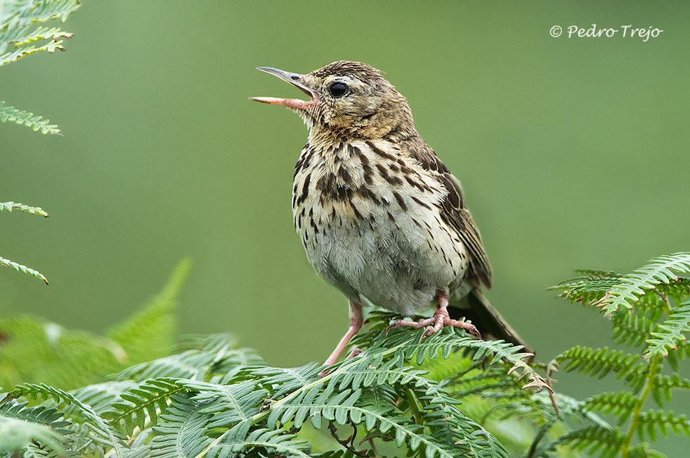 Bisbita arbóreo (Anthus trivialis)